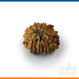 10 Mukhi Rudraksha Bead