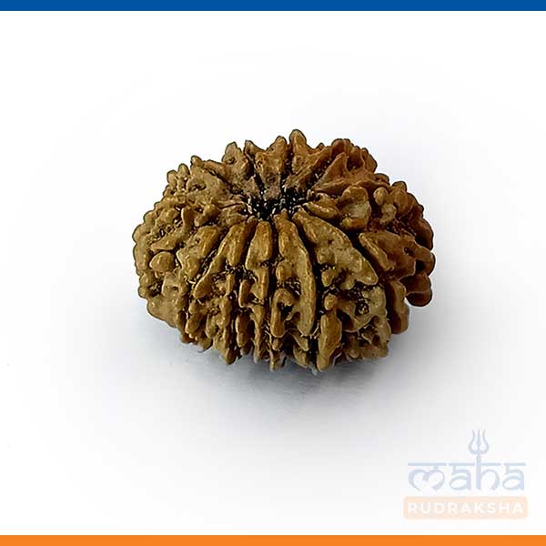 11 Mukhi Rudraksha Bead