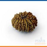 11 Mukhi Rudraksha Bead