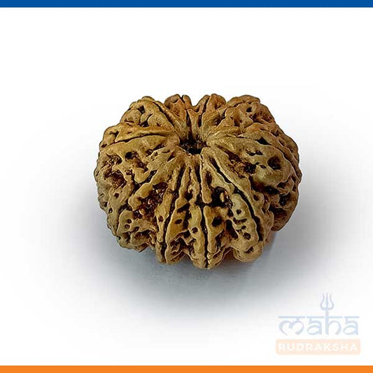 12 Mukhi Rudraksha Bead