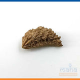 1 Mukhi Rudraksha Bead