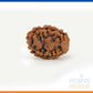 2 Mukhi Rudraksha Bead