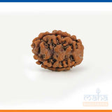 2 Mukhi Rudraksha Bead