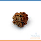 3 Mukhi Rudraksha Bead