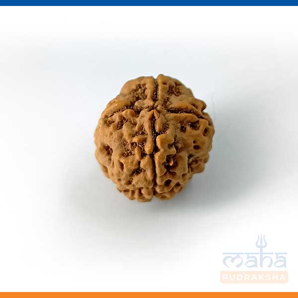 4 Mukhi Rudraksha (Big Size) Bead