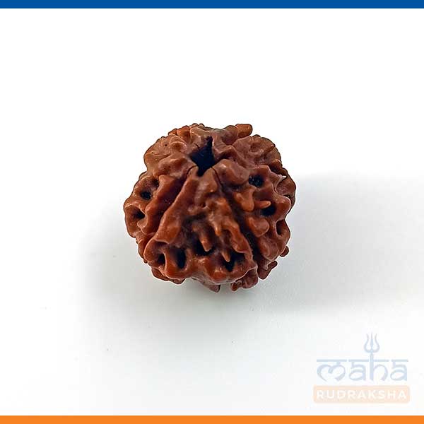 4 Mukhi Rudraksha Bead