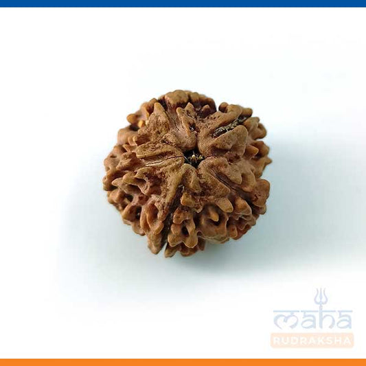 5 Mukhi Rudraksha (Big Size) Bead