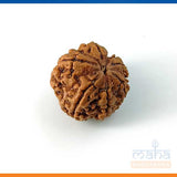 6 Mukhi Rudraksha (Big size) Bead