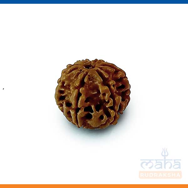 6 Mukhi Rudraksha Bead