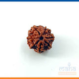 7 Mukhi Rudraksha Bead