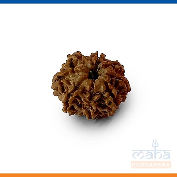 8 Mukhi Rudraksha Bead