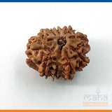 9 Mukhi Rudraksha Bead