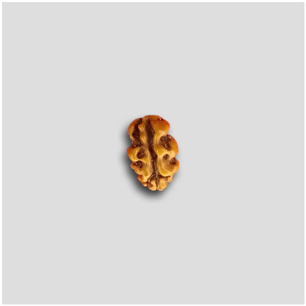 1 Mukhi Indonesian Rudraksha Bead